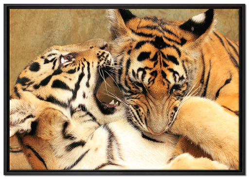 Zwei junge Tiger beim Kämpfen auf Leinwandbild gerahmt Größe 100x70