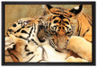 Zwei junge Tiger beim Kämpfen auf Leinwandbild gerahmt Größe 60x40