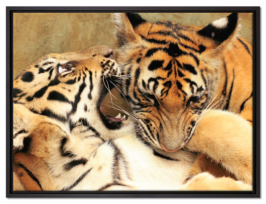 Zwei junge Tiger beim Kämpfen auf Leinwandbild gerahmt Größe 80x60