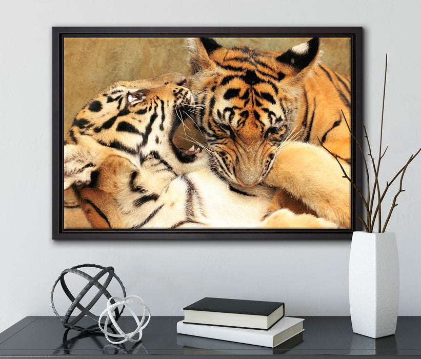 Zwei junge Tiger beim Kämpfen auf Leinwandbild gerahmt mit Kirschblüten