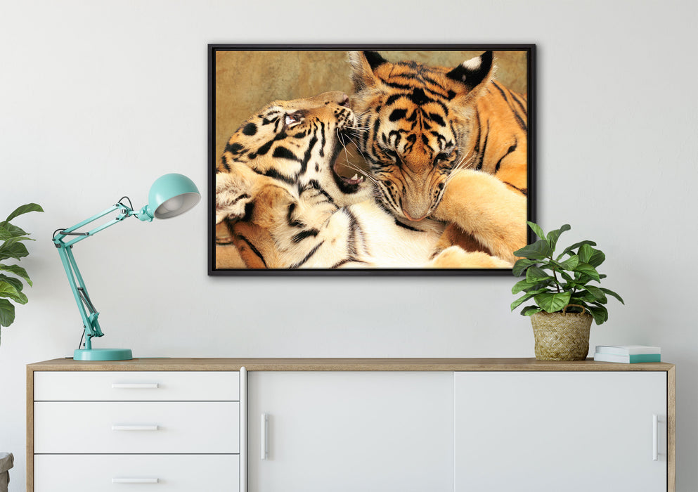 Zwei junge Tiger beim Kämpfen auf Leinwandbild gerahmt verschiedene Größen im Wohnzimmer