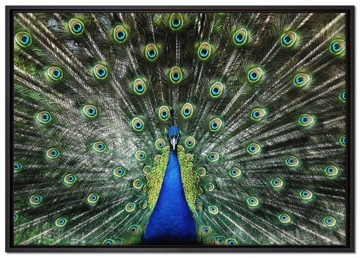 Schöner Pfau mit seinem Gefieder auf Leinwandbild gerahmt Größe 100x70