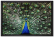 Schöner Pfau mit seinem Gefieder auf Leinwandbild gerahmt Größe 60x40