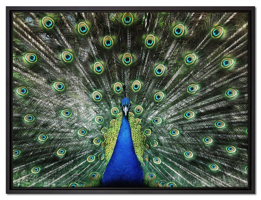 Schöner Pfau mit seinem Gefieder auf Leinwandbild gerahmt Größe 80x60