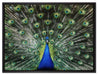 Schöner Pfau mit seinem Gefieder auf Leinwandbild gerahmt Größe 80x60