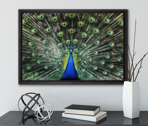 Schöner Pfau mit seinem Gefieder auf Leinwandbild gerahmt mit Kirschblüten