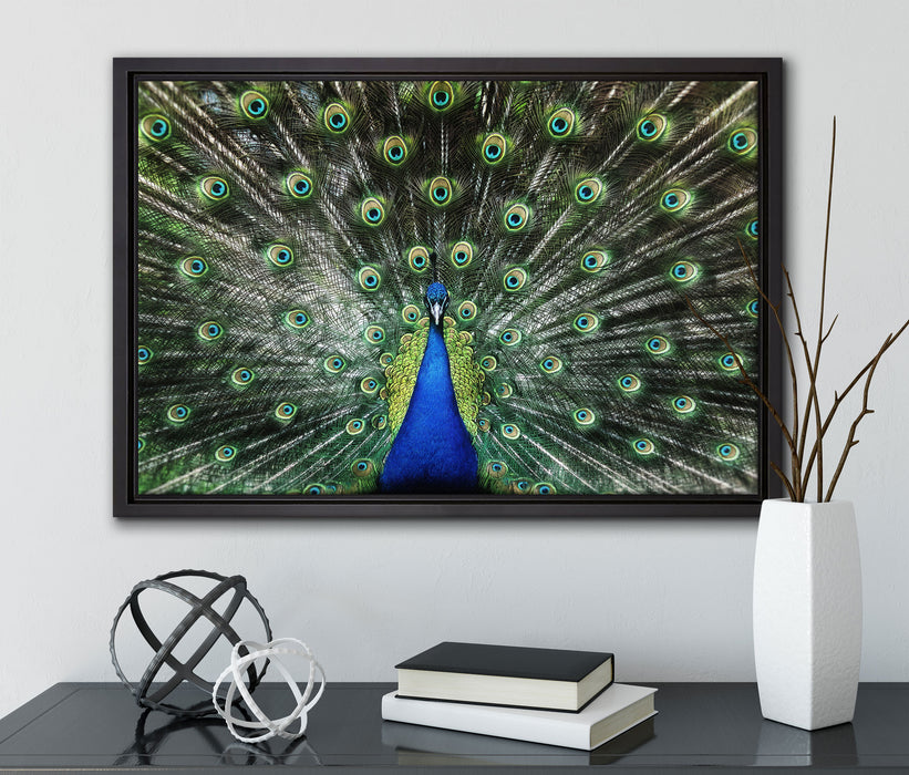 Schöner Pfau mit seinem Gefieder auf Leinwandbild gerahmt mit Kirschblüten