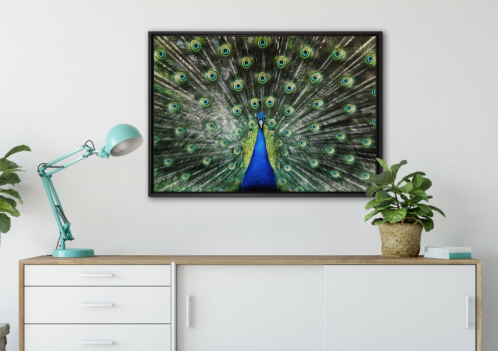 Schöner Pfau mit seinem Gefieder auf Leinwandbild gerahmt verschiedene Größen im Wohnzimmer
