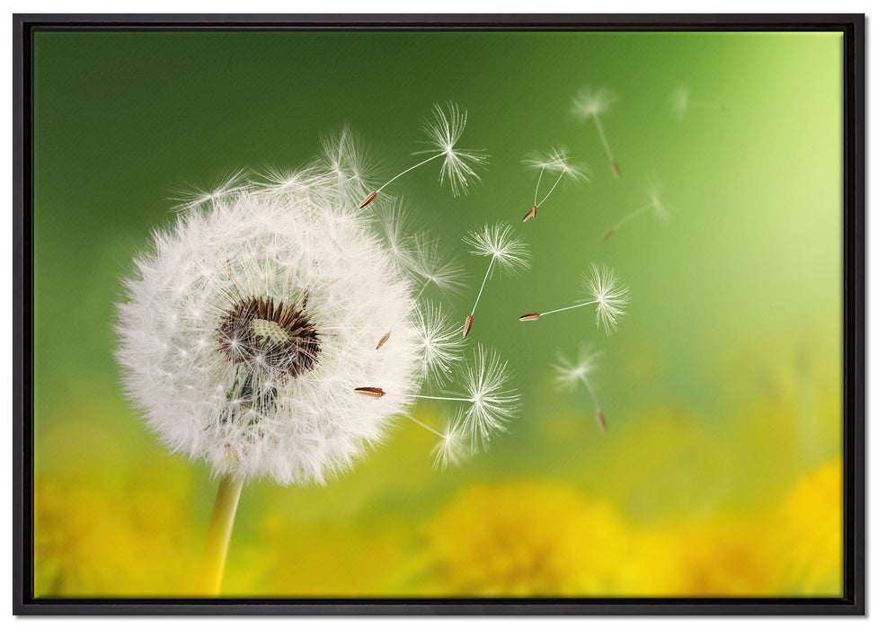 Löwenzahn Samen auf Leinwandbild gerahmt Größe 100x70