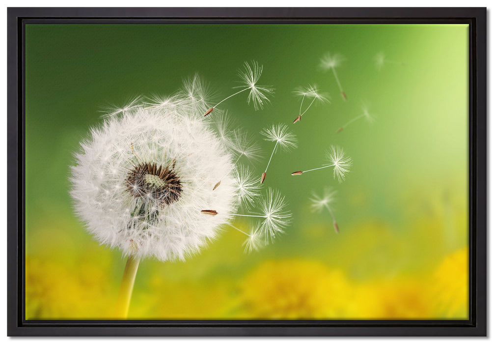 Löwenzahn Samen auf Leinwandbild gerahmt Größe 60x40