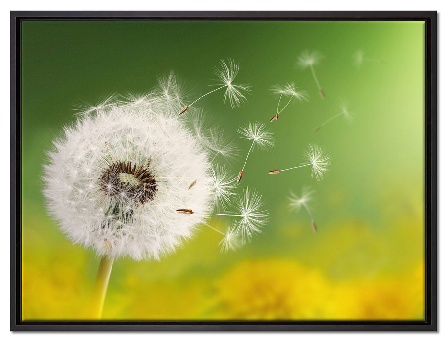 Löwenzahn Samen auf Leinwandbild gerahmt Größe 80x60