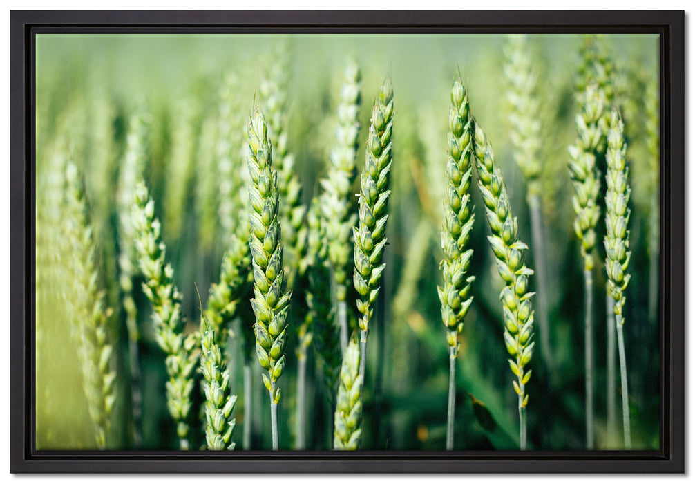 Grüne Weizen auf dem Feld auf Leinwandbild gerahmt Größe 60x40