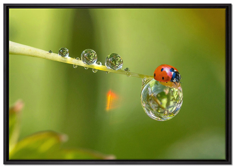 Marienkäfer Wassertropfen auf Leinwandbild gerahmt Größe 100x70
