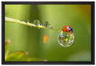 Marienkäfer Wassertropfen auf Leinwandbild gerahmt Größe 60x40