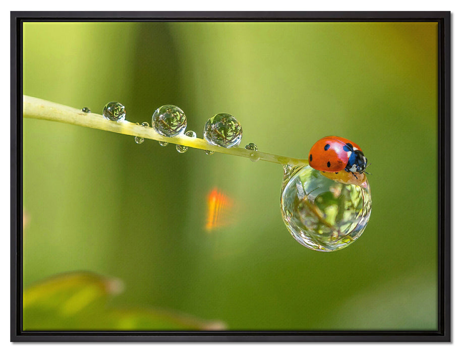 Marienkäfer Wassertropfen auf Leinwandbild gerahmt Größe 80x60