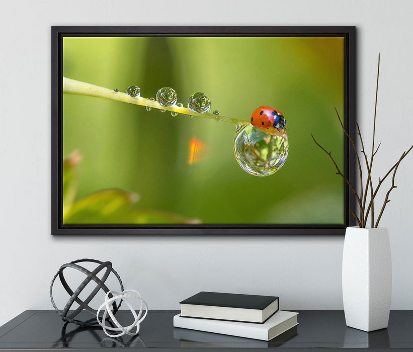 Marienkäfer Wassertropfen auf Leinwandbild gerahmt mit Kirschblüten