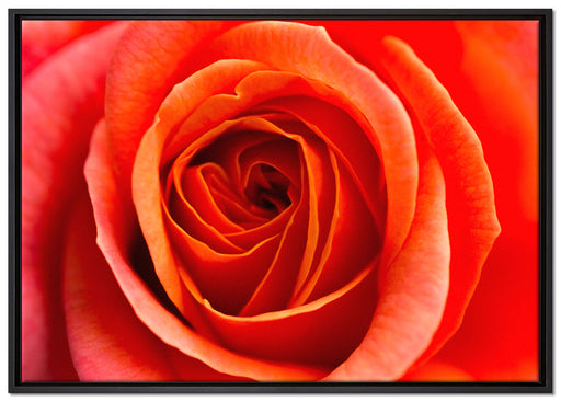 Detaillierte rote Rosenblüte auf Leinwandbild gerahmt Größe 100x70