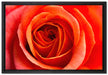 Detaillierte rote Rosenblüte auf Leinwandbild gerahmt Größe 60x40