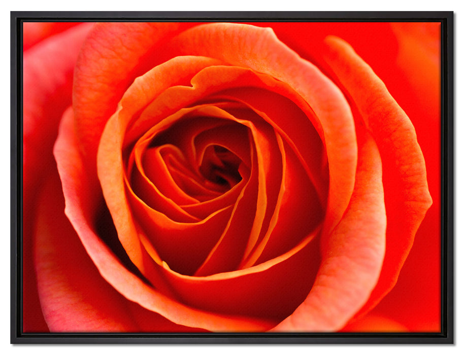 Detaillierte rote Rosenblüte auf Leinwandbild gerahmt Größe 80x60