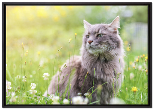 Katze in der Wildnis auf Leinwandbild gerahmt Größe 100x70