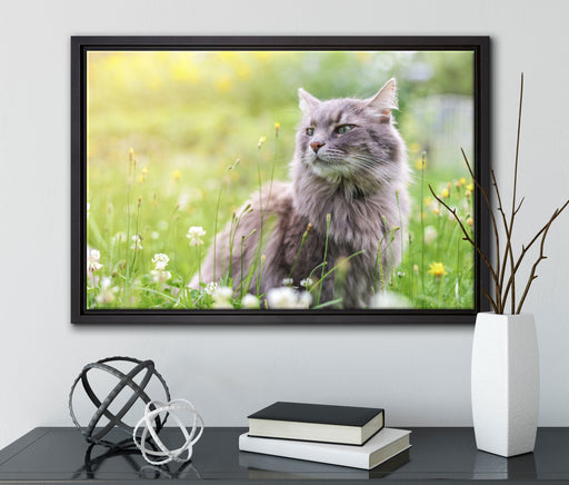 Katze in der Wildnis auf Leinwandbild gerahmt mit Kirschblüten