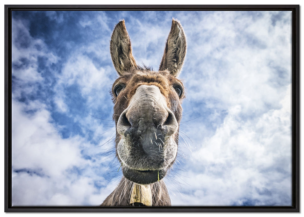 Lustiger Esel auf Leinwandbild gerahmt Größe 100x70