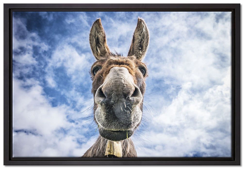 Lustiger Esel auf Leinwandbild gerahmt Größe 60x40