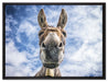 Lustiger Esel auf Leinwandbild gerahmt Größe 80x60