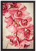 Rosane Orchideenblüten auf Leinwandbild gerahmt Größe 60x40
