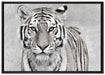Anmutiger Tiger in auf Leinwandbild gerahmt Größe 100x70
