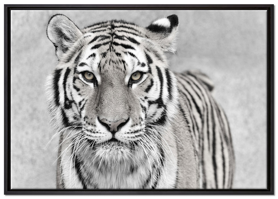 Anmutiger Tiger in auf Leinwandbild gerahmt Größe 100x70