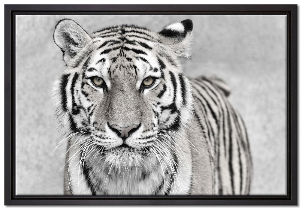 Anmutiger Tiger in auf Leinwandbild gerahmt Größe 60x40