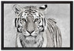 Anmutiger Tiger in auf Leinwandbild gerahmt Größe 60x40