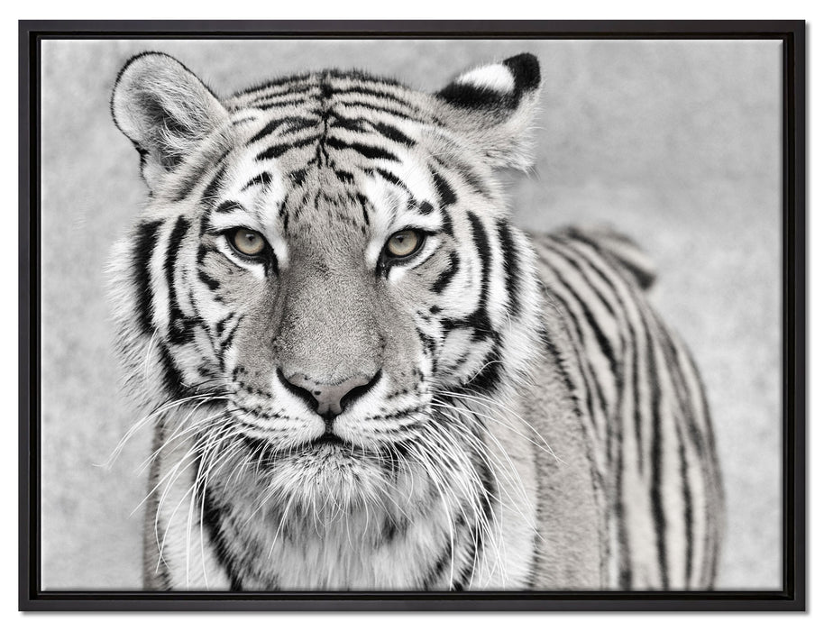 Anmutiger Tiger in auf Leinwandbild gerahmt Größe 80x60