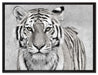 Anmutiger Tiger in auf Leinwandbild gerahmt Größe 80x60