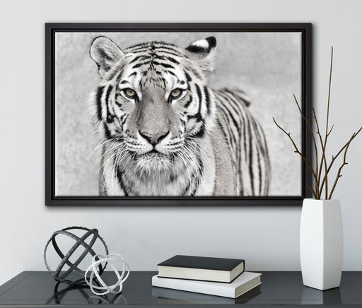 Anmutiger Tiger in auf Leinwandbild gerahmt mit Kirschblüten