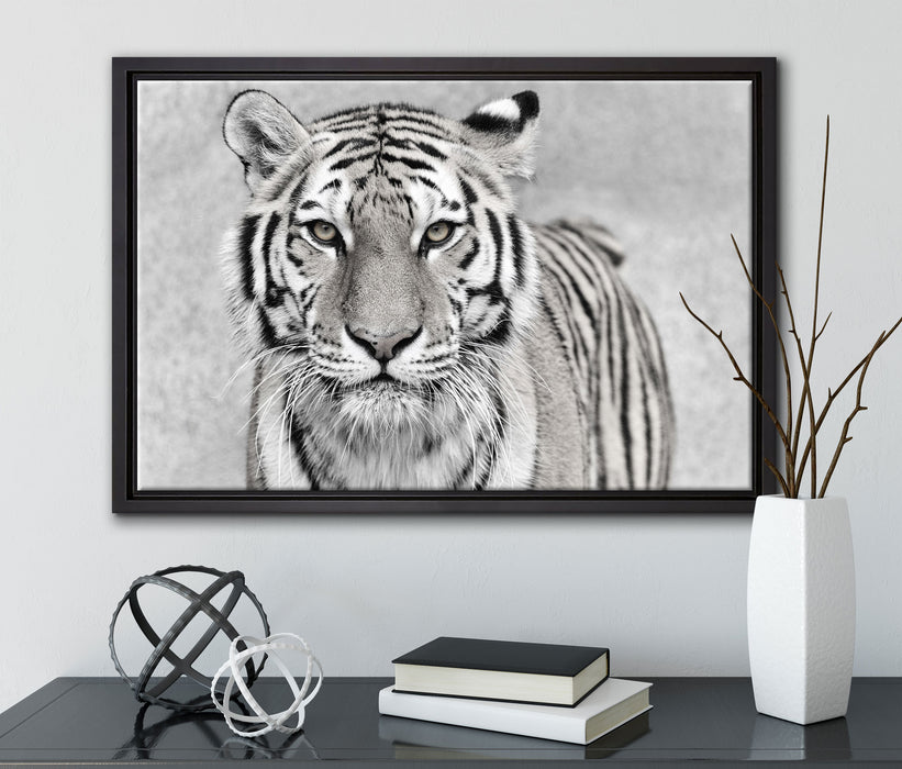 Anmutiger Tiger in auf Leinwandbild gerahmt mit Kirschblüten