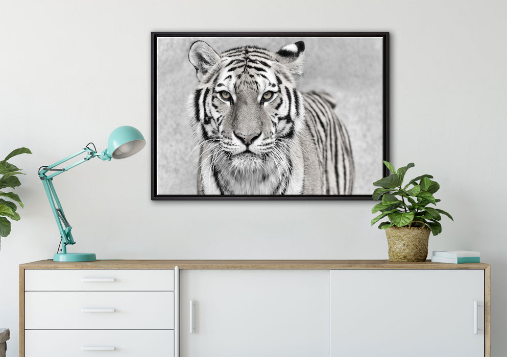 Anmutiger Tiger in auf Leinwandbild gerahmt verschiedene Größen im Wohnzimmer
