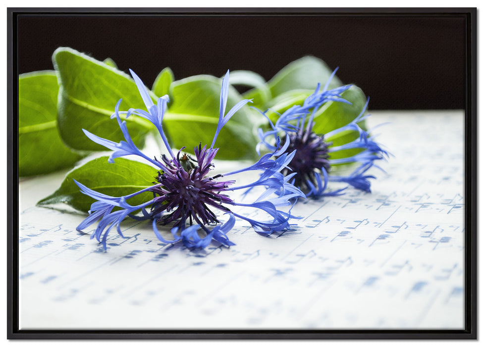 Notenblatt mit Kornblume auf Leinwandbild gerahmt Größe 100x70
