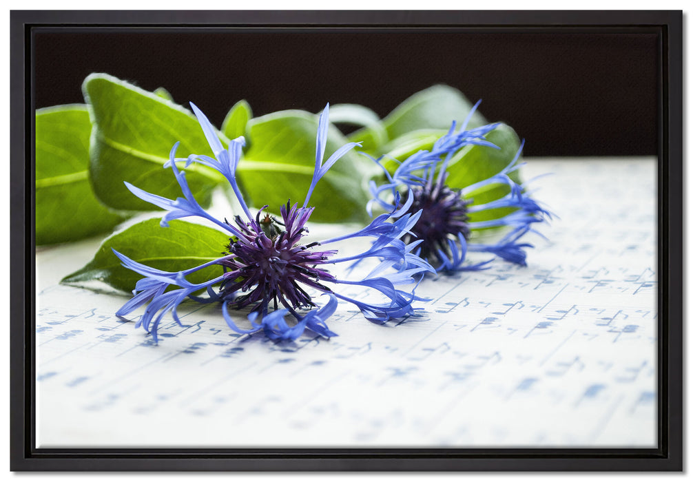 Notenblatt mit Kornblume auf Leinwandbild gerahmt Größe 60x40