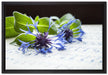 Notenblatt mit Kornblume auf Leinwandbild gerahmt Größe 60x40