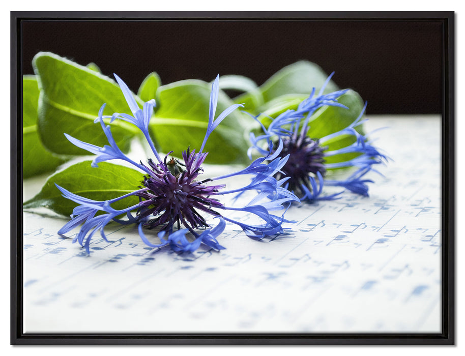 Notenblatt mit Kornblume auf Leinwandbild gerahmt Größe 80x60