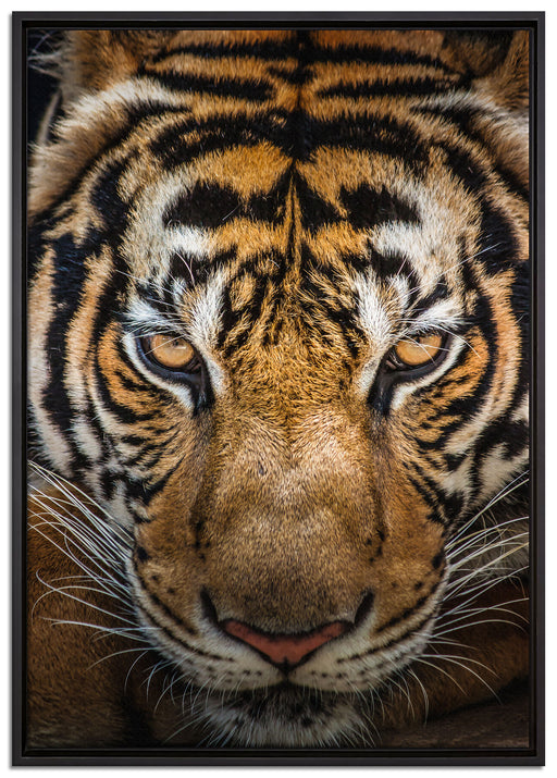 Tiger mit hellbraunen Augen auf Leinwandbild gerahmt Größe 100x70