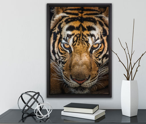 Tiger mit hellbraunen Augen auf Leinwandbild gerahmt mit Kirschblüten