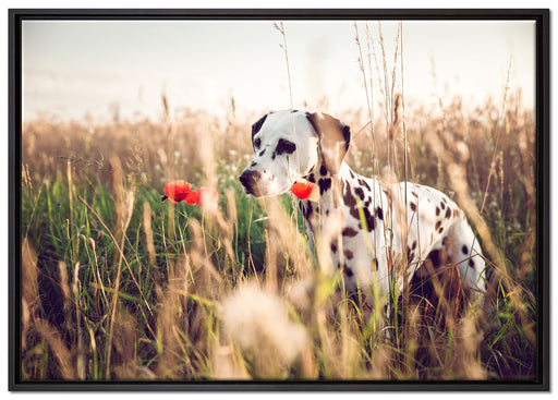 Neugieriger Hund im Feld auf Leinwandbild gerahmt Größe 100x70