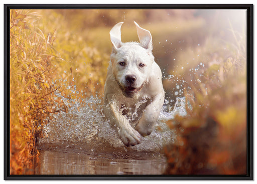 Labrador-Welpe im Wasser auf Leinwandbild gerahmt Größe 100x70