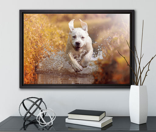 Labrador-Welpe im Wasser auf Leinwandbild gerahmt mit Kirschblüten