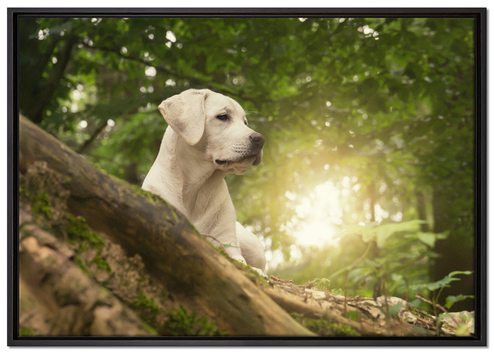 Labrador Welpe im Wald auf Leinwandbild gerahmt Größe 100x70