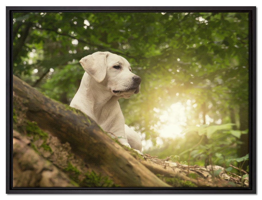 Labrador Welpe im Wald auf Leinwandbild gerahmt Größe 80x60