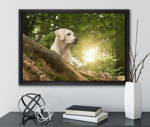 Labrador Welpe im Wald auf Leinwandbild gerahmt mit Kirschblüten